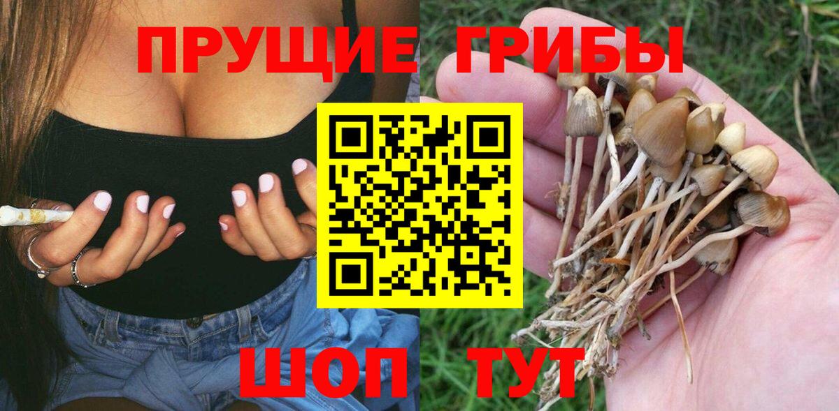 Галлюциногенные грибы прущие грибы  Галлюциногенные грибы Psilocybine cubensis  Тейково 